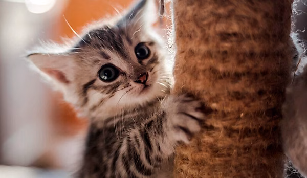 ensenar a un gato a usar un rascador