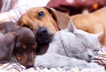 guia para que perro y gato convivan juntos