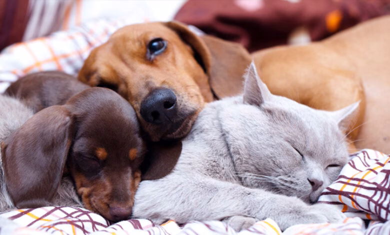 guia para que perro y gato convivan juntos