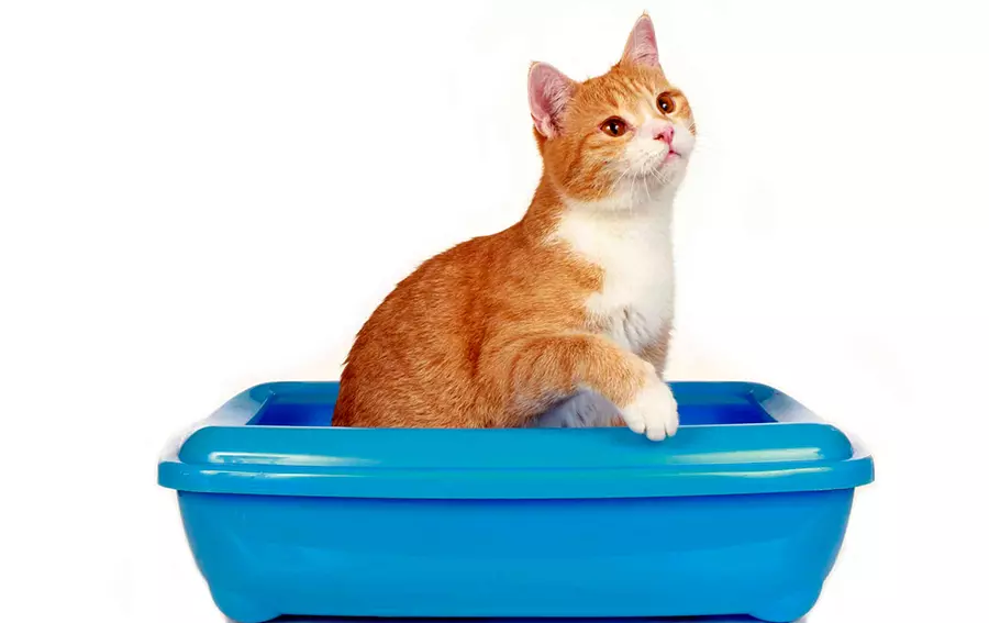 mejor arena vegetal para mininos mejor arena vegetal para mininos