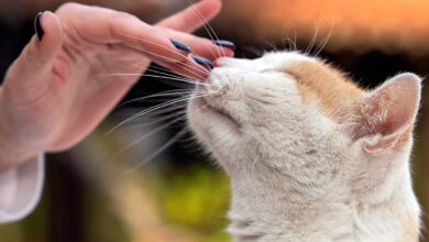 refuerzo positivo en gatos
