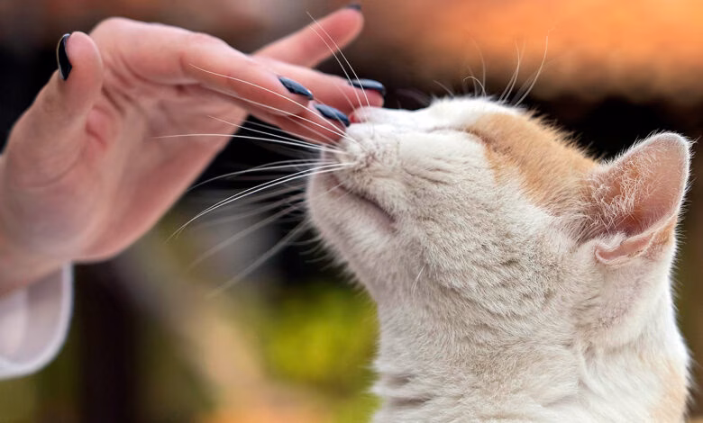 refuerzo positivo en gatos