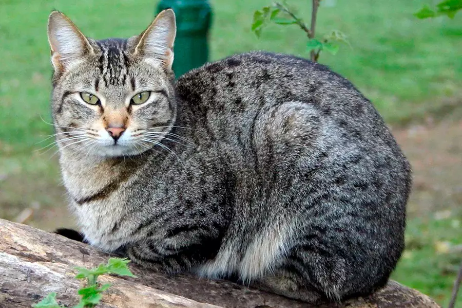 Gato Mexicano Pelicorto atigrado
