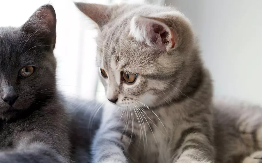 ato britanico de pelo corto atigrado