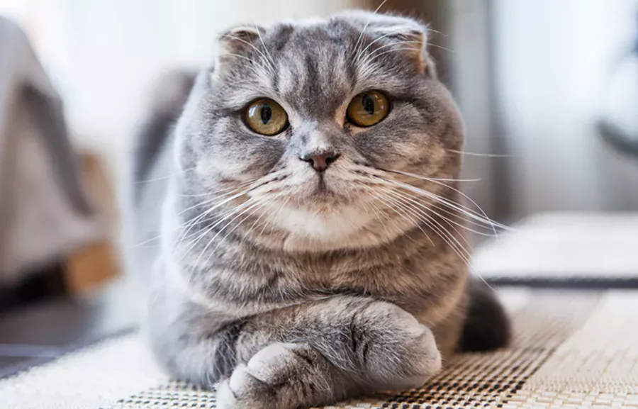 caracteristicas del Scottish fold