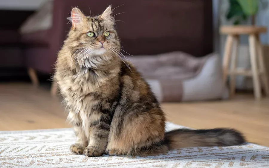 caracteristicas del maine coon