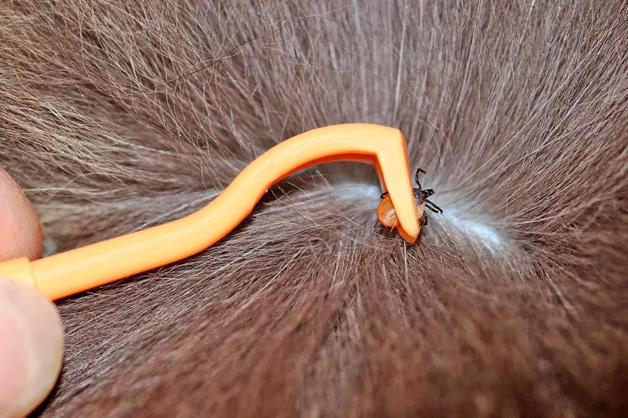 eliminar garrapata con pinzas