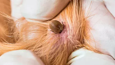 garrapata en la piel de un gato