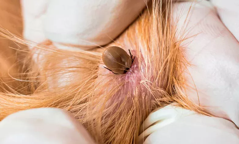 garrapata en la piel de un gato