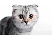 gato Scottish fold