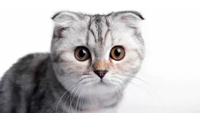 gato Scottish fold