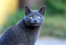 gato azul ruso