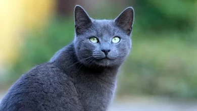 gato azul ruso