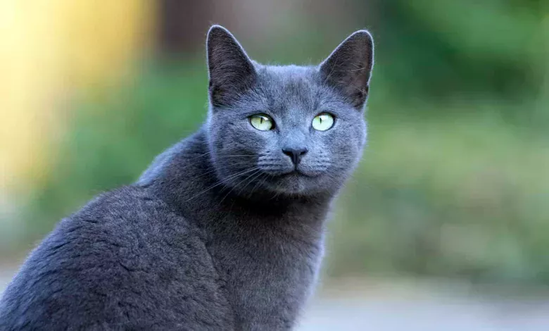 gato azul ruso