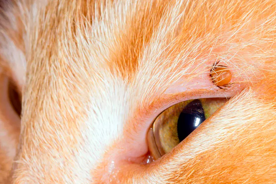 gato con garrapata en ojo