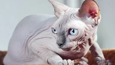 gato de raza Sphynx