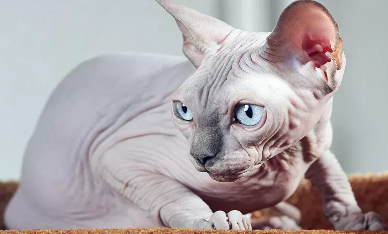 gato de raza Sphynx