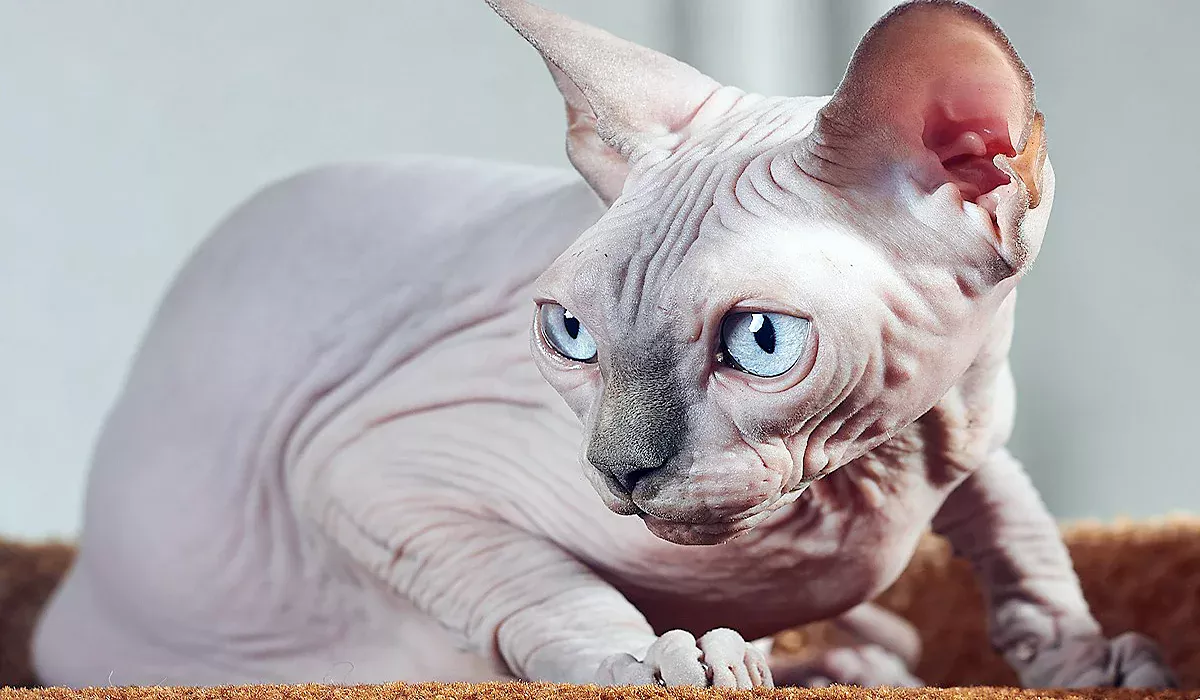 gato de raza Sphynx