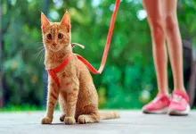 gato en la calle con correa y arnes