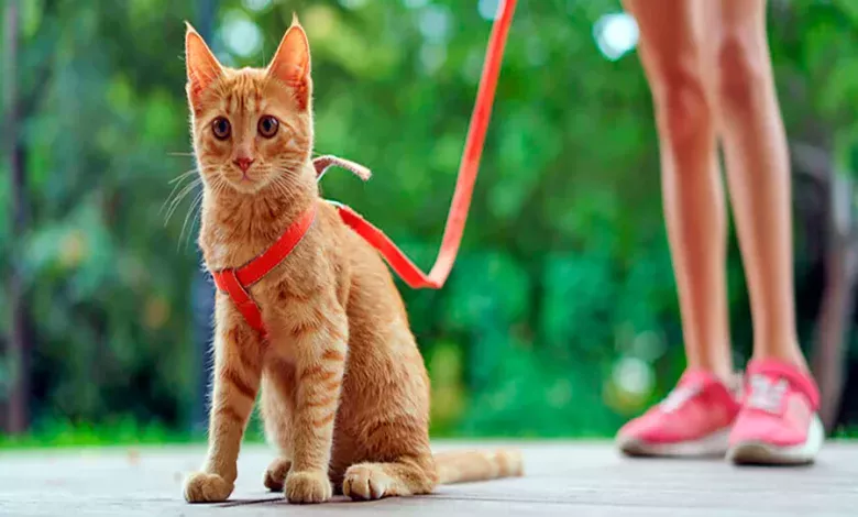 gato en la calle con correa y arnes