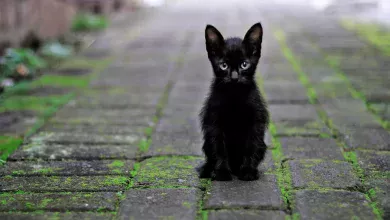 gato negro mala suerte