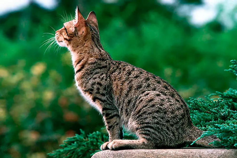 gato ocicat atigrado