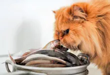 gato oliendo pescado