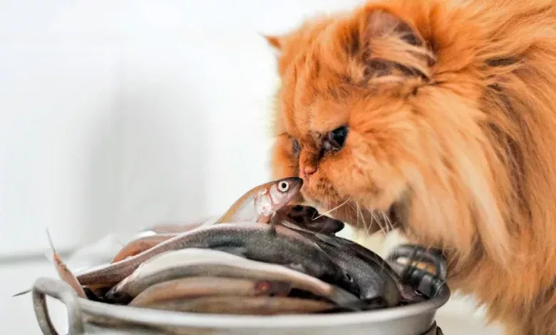 gato oliendo pescado