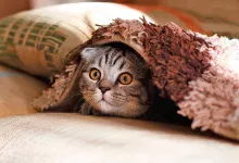 gato tapado por una manta