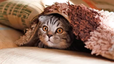 gato tapado por una manta