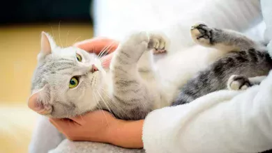 limpiar a un gato sin agua