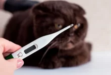 medir temperatura a un gato