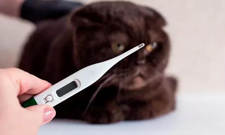 medir temperatura a un gato