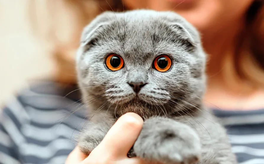 orejas de la raza Scottish fold