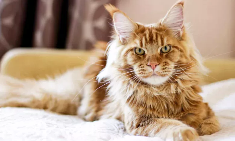 raza maine coon