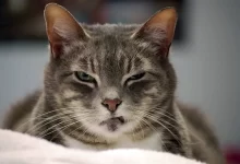 sonidos que molestan a los gatos