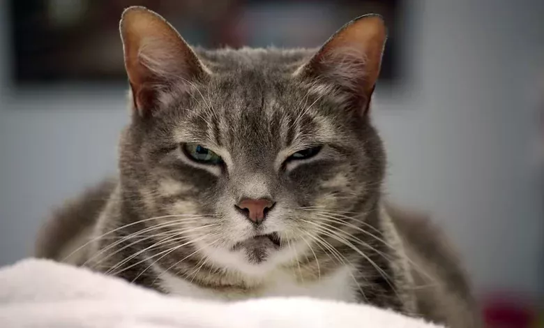 sonidos que molestan a los gatos