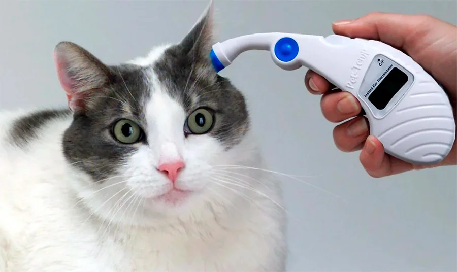 tomar la temperatura a un gato por el oido