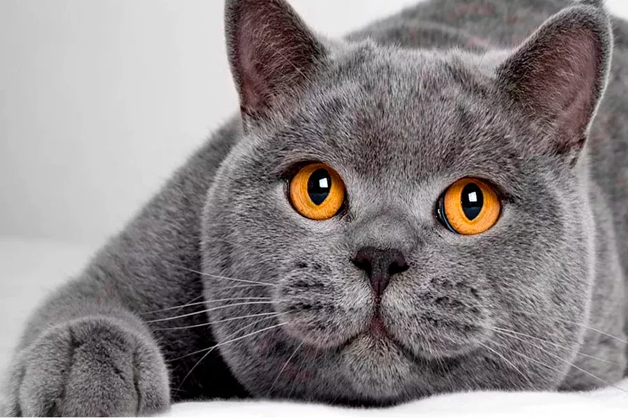 British shorthair gato