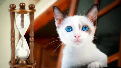 Cuantos anos puede vivir un gato