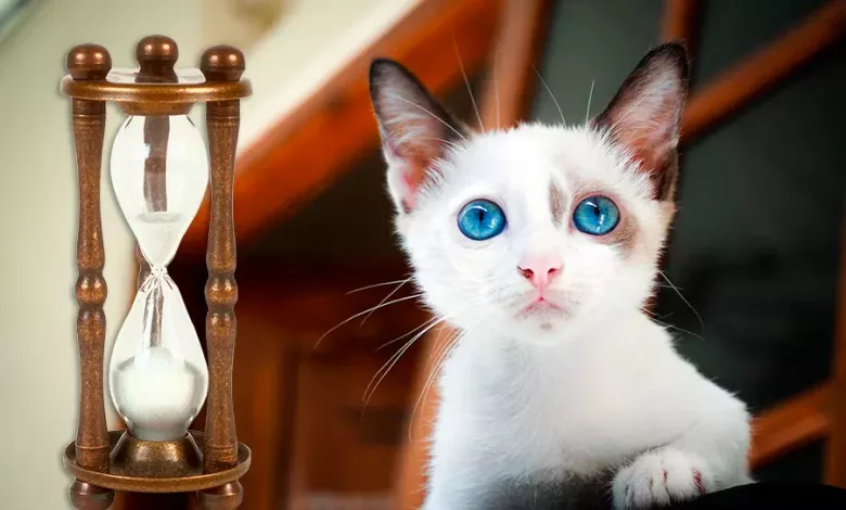 Cuantos anos puede vivir un gato