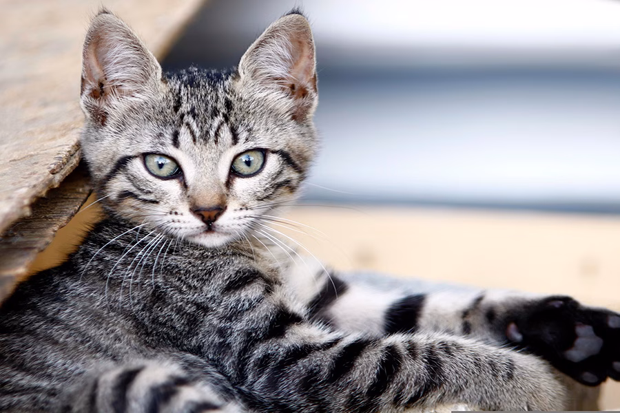 Gato SOkoke gris atigrado