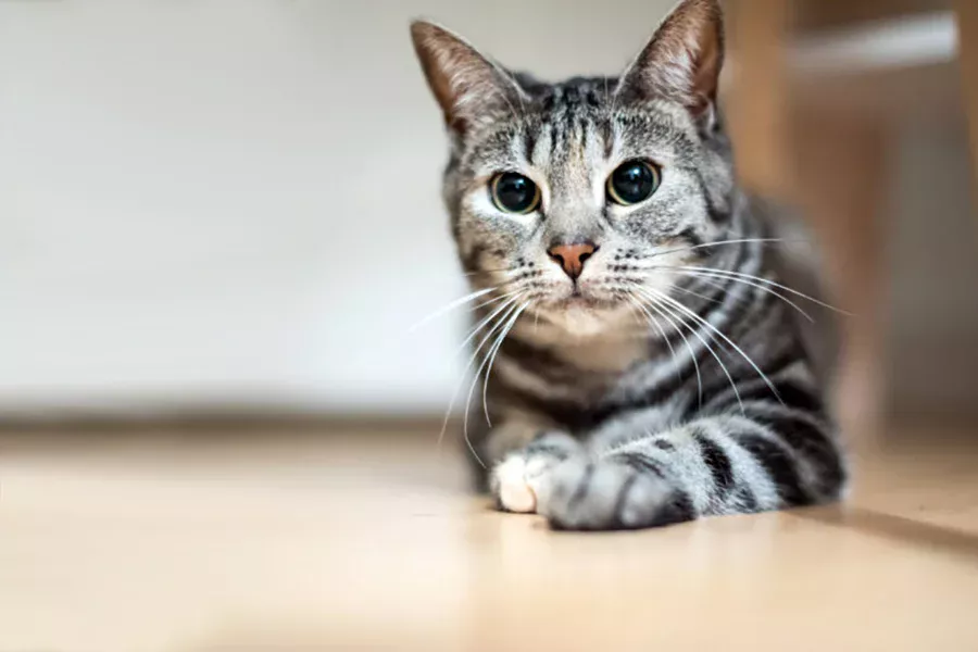 Gato comun europeo gris atigrado