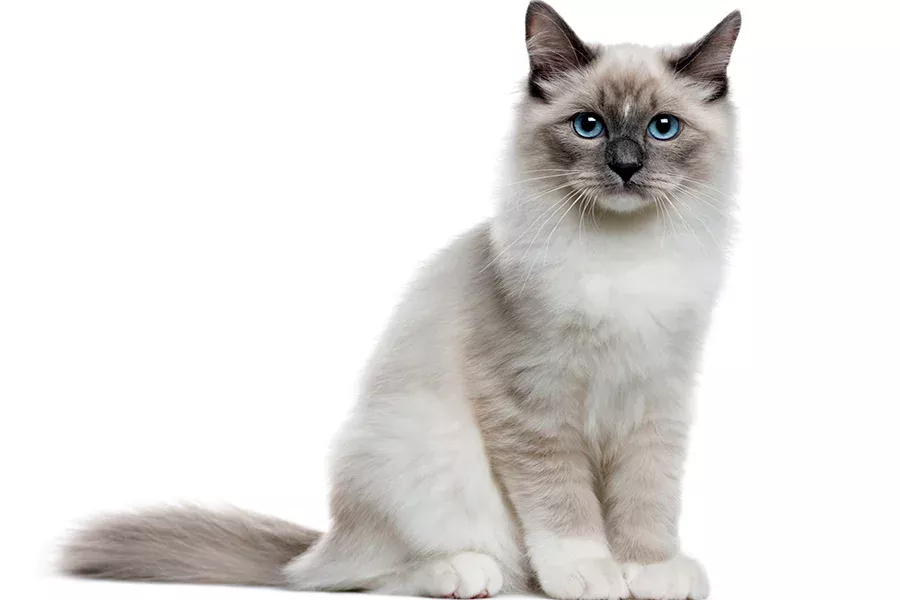 Gato gris Neva masquerade