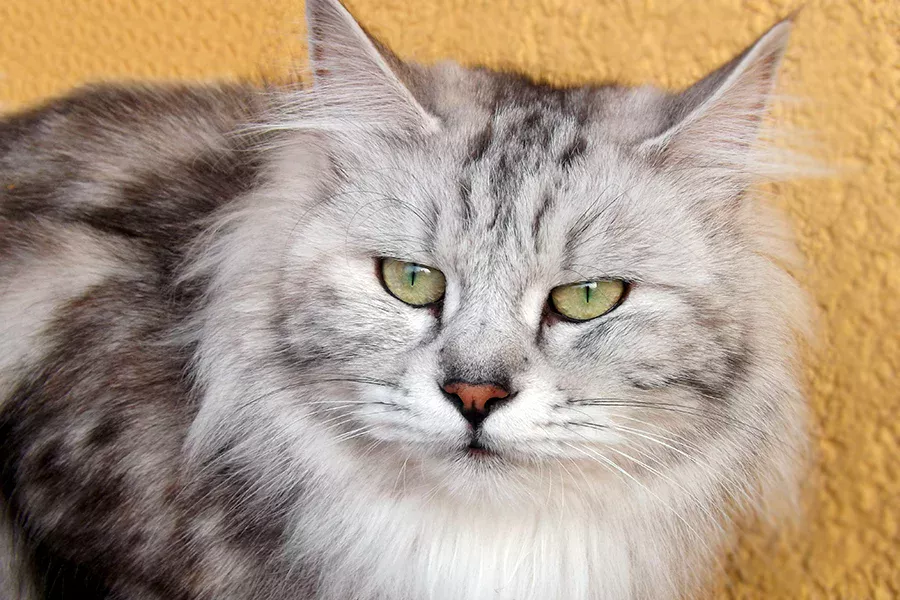 Kurilean bobtail gato