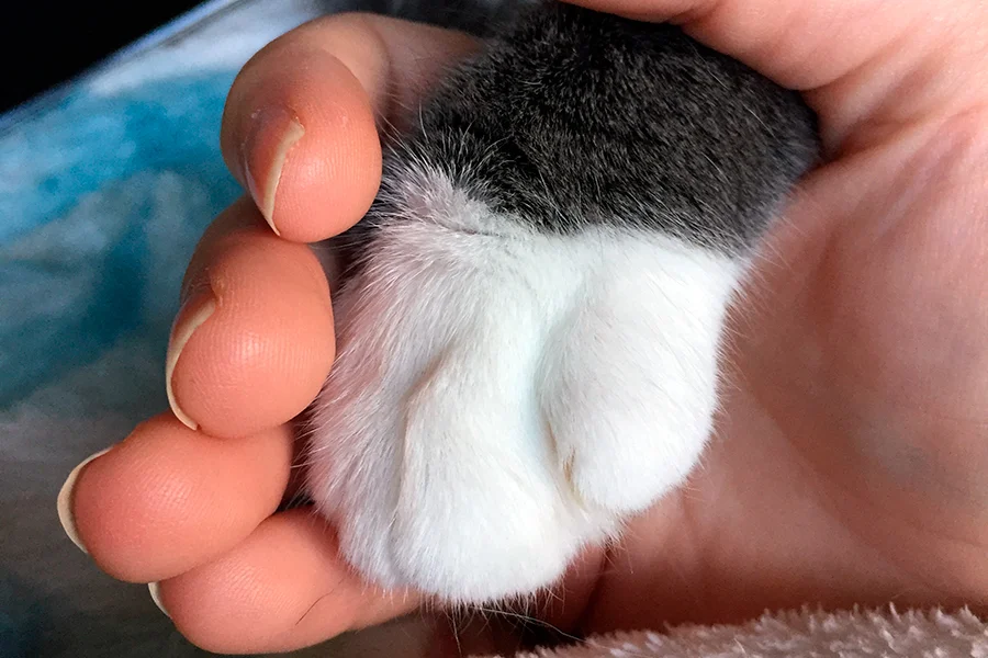 acariciando la pata de un gato