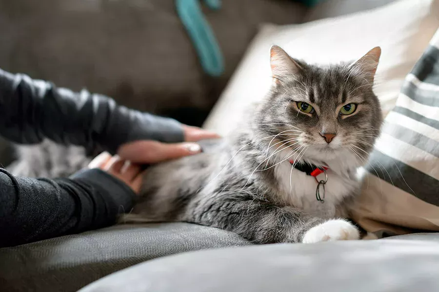 dejar el olor del gato nuevo en casa para el gato anterior