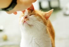 disculparse con el gato