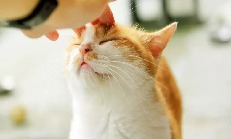 disculparse con el gato