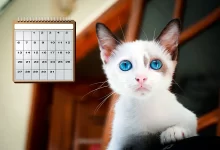 edad humana de un gato